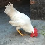 jitenderkoli57 profile picture