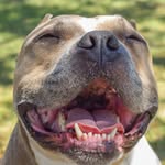 jj_the_therapy_bully profile picture
