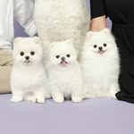jjang_som_tol profile picture