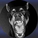 joaoknorr profile picture