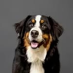 joeydogoficial profile picture