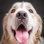 joey_how_u_doinnn profile picture