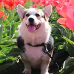 johan_the_dutchcorgi profile picture
