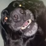 johnnorat profile picture
