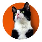 johnnybravocat profile picture