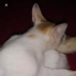 johnsonathulyaaaa profile picture