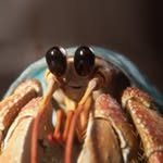 joinzuzu profile picture