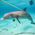 jojothedolphin profile picture