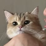 jojuuuumeow profile picture