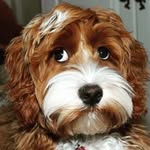 jolenethedollydoodle profile picture