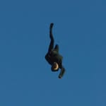 jonas_lindstroem profile picture