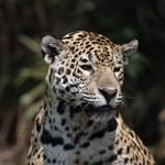 jongaborgesphoto profile picture