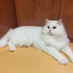jonsnowupdates profile picture