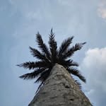 jordan.from.the.tropics profile picture