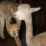 jordan__walczak profile picture