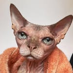 jorjathesphynx profile picture