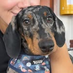 josemariosalchicha profile picture