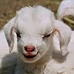 joshwilkz profile picture
