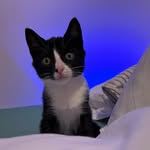 josiah_lancaster_the_amish_cat profile picture