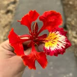 joyoflittlethingsinlife profile picture