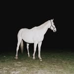 juan_brenner profile picture