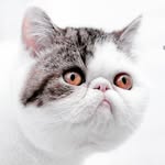 juiceecat profile picture