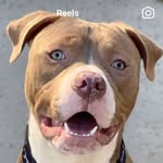 julespitties profile picture