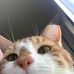 juliephayer profile picture