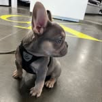 juliolefrenchie profile picture