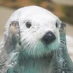 jungheeahn profile picture