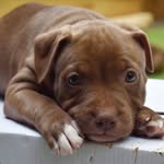 junie_thestaffy profile picture