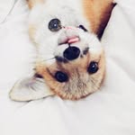 juniperfoxx