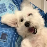 junni profile picture