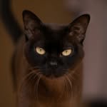 jusstheburmese profile picture