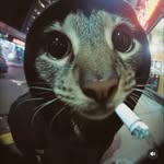 just_.saran8 profile picture