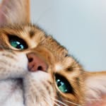 justmangobrown profile picture