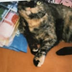just_thetibbs profile picture