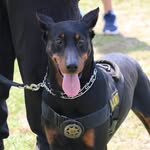 k9.mike profile picture