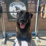 k9cros profile picture