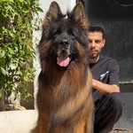 k9fox profile picture