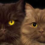 kafka.the.kat profile picture