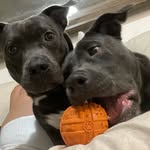 kaiandkoby profile picture