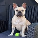 kaiathefrenchie_ profile picture