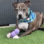 kal_the_pitbull profile picture