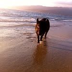 kamathesurfingpig profile picture