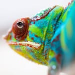 kammerflagekreations profile picture