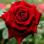 kanchan95140 profile picture