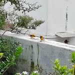 kanchanbhanu1929 profile picture