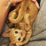 karlchen_thecat_ profile picture
