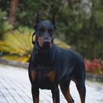 karmadelicious profile picture